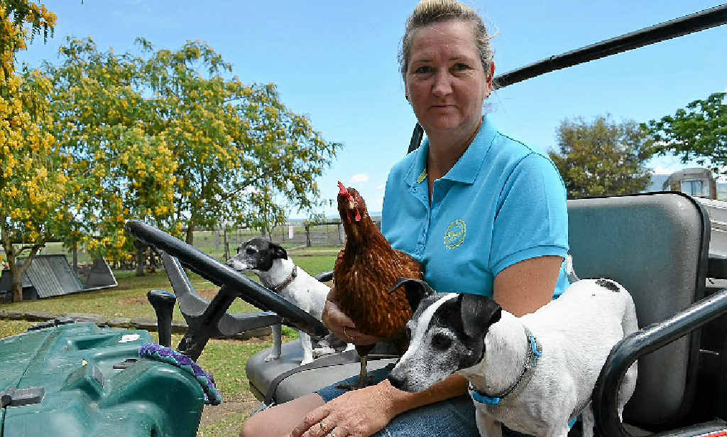 Pecky the pet chook hitches a ride when it’s feed time for the commercial hens. The two Jack Russells ensure the foxes give the free range operation a wide berth. Pecky the pet chook hitches a ride when it’s feed time for the commercial hens. The two Jack Russells ensure the foxes give the free range operation a wide berth.
